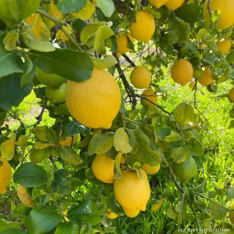 Bio Zitronen aus Sizilien - ABHOLUNG 17. JÄNNER 2025